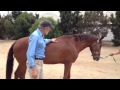 Rescued Horse: Miracle, Introduction