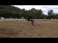 Miracle: First Lunge In Ring