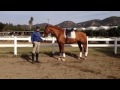 Full Lesson: Legolas And The Working Canter