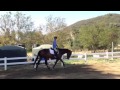 Amber and Zen: Reschooling Ex-Race Horse