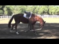 Feugo: Developing Working Trot On The Lunge