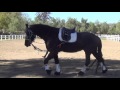 How to Train a Friesian: Orion 2