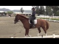 Amber and Legolas: Collected Canter 1