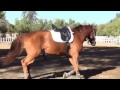 Lunging A Fully Developed Horse