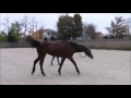 Video Critique by Art2Ride Associate Trainer Tytti Vanhala: Cherisse and Charlie Submission 1