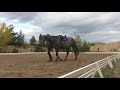 Video Critique by Art2Ride Associate Trainer Yvon Hoogervorst: Hanna with Dalia Submission 1