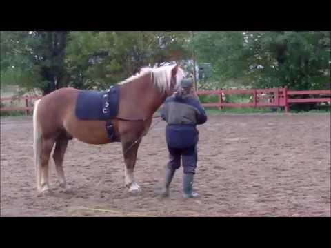 Art2Ride Associate Trainer Program: Tytti and Poly: Lunging Self Critique