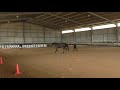 Art2Ride Australia Classical Riding Clinic 2017 With Karen Loshbaugh: Lia and Pip (Lunging)